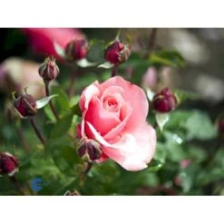 'Elaine Paige'™ Rosa X 'Elaine Paige'™ (Storblomstrende) A-Kvalitet,- Barrods Roser Min. 3 Grene -Osmoz Naturens Butik fi5425 rosa elaine paige tm e95f