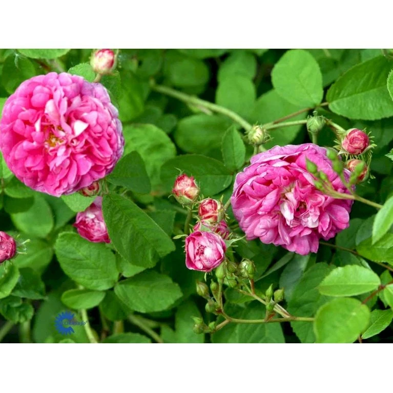 'Aimable Amié' Rosa Gallica 'Aimable Amié' (Gallicarose) A-Kvalitet,- Barrods Roser Min. 3 Grene 5 'Aimable Amié' Rosa Gallica 'Aimable Amié' (Gallicarose) A-Kvalitet,- Barrods Roser Min. 3 Grene - Billede 3