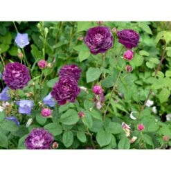 'Cardinal De Richelieu' Rosa Gallica 'Cardinal De Richelieu' (Gallicarose) A-Kvalitet,- Barrods Roser Min. 3 Grene -Osmoz Naturens Butik fi5444 rosa gallica cardinal de richelieu c9b0