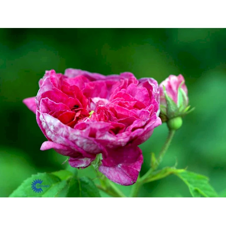 'Charles De Mills' Rosa Gallica 'Charles De Mills' (Gallicarose) A-Kvalitet,- Barrods Roser Min. 3 Grene 5 'Charles De Mills' Rosa Gallica 'Charles De Mills' (Gallicarose) A-Kvalitet,- Barrods Roser Min. 3 Grene - Billede 3