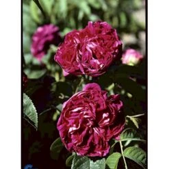 'Charles De Mills' Rosa Gallica 'Charles De Mills' (Gallicarose) A-Kvalitet,- Barrods Roser Min. 3 Grene 9 'Charles De Mills' Rosa Gallica 'Charles De Mills' (Gallicarose) A-Kvalitet,- Barrods Roser Min. 3 Grene -Osmoz Naturens Butik fi5445 rosa gallica charles de mills 1c03