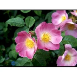 'Complicata' Rosa Gallica 'Complicata' (Gallicarose) A-Kvalitet,- Barrods Roser Min. 3 Grene 7 'Complicata' Rosa Gallica 'Complicata' (Gallicarose) A-Kvalitet,- Barrods Roser Min. 3 Grene -Osmoz Naturens Butik fi5446 rosa gallica complicata 7689