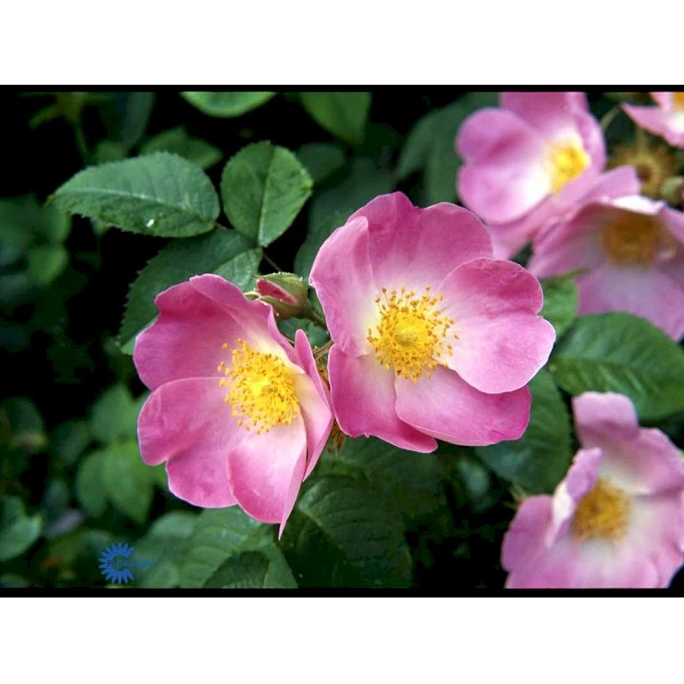 'Complicata' Rosa Gallica 'Complicata' (Gallicarose) A-Kvalitet,- Barrods Roser Min. 3 Grene 5 'Complicata' Rosa Gallica 'Complicata' (Gallicarose) A-Kvalitet,- Barrods Roser Min. 3 Grene - Billede 3