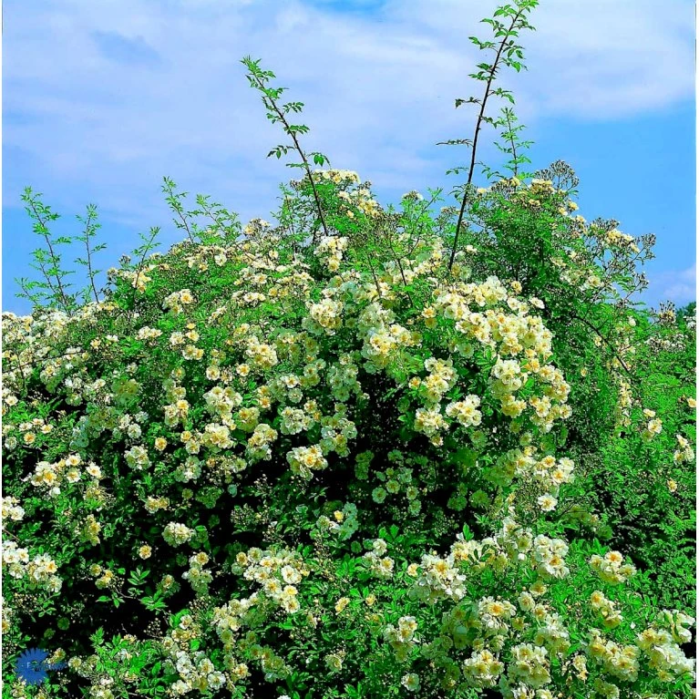 'Lykkefund' Rosa Helenae 'Lykkefund' (Slyngrose) A-Kvalitet,- Barrods Roser Min. 3 Grene 8 'Lykkefund' Rosa Helenae 'Lykkefund' (Slyngrose) A-Kvalitet,- Barrods Roser Min. 3 Grene - Billede 6