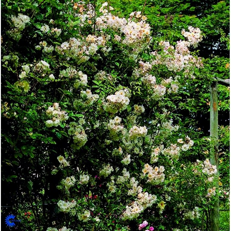 'Lykkefund' Rosa Helenae 'Lykkefund' (Slyngrose) A-Kvalitet,- Barrods Roser Min. 3 Grene 12 'Lykkefund' Rosa Helenae 'Lykkefund' (Slyngrose) A-Kvalitet,- Barrods Roser Min. 3 Grene - Billede 10