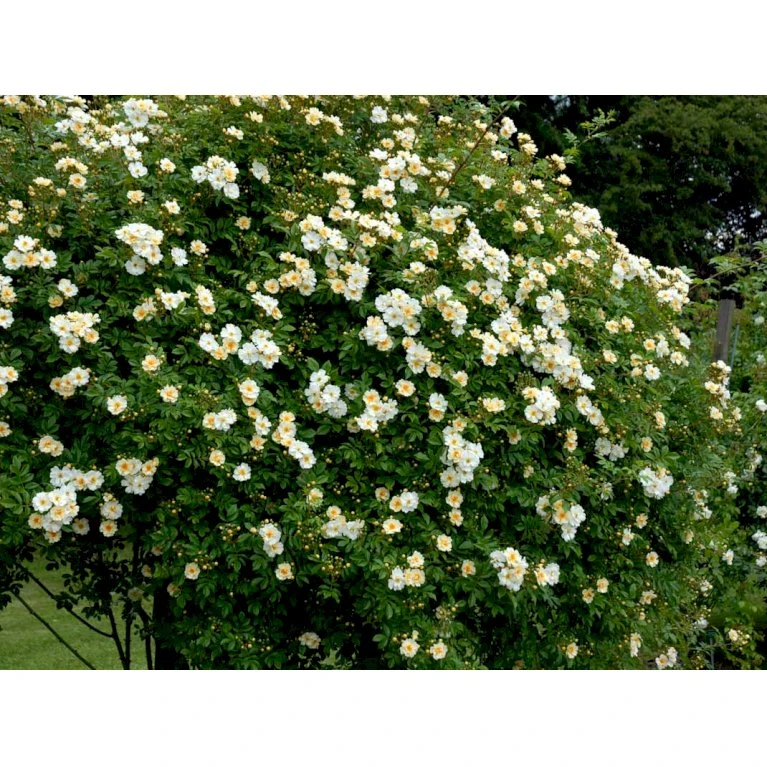 'Lykkefund' Rosa Helenae 'Lykkefund' (Slyngrose) A-Kvalitet,- Barrods Roser Min. 3 Grene 10 'Lykkefund' Rosa Helenae 'Lykkefund' (Slyngrose) A-Kvalitet,- Barrods Roser Min. 3 Grene - Billede 8