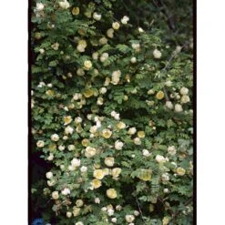 Gul Kinarose Rosa Hugonis (Hugo-rose) A-Kvalitet,- Barrods Roser Min. 3 Grene -Osmoz Naturens Butik fi5477 rosa hugonis 9c69