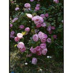 'Raubritter'® Rosa Macrantha 'Raubritter'® (Buskrose) A-Kvalitet,- Barrods Roser Min. 3 Grene -Osmoz Naturens Butik fi5484 rosa macranta raubritter 2987