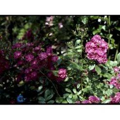 'Robin Hood' Rosa Moschata 'Robin Hood' (Moskusrose) A-Kvalitet,- Barrods Roser Min. 3 Grene -Osmoz Naturens Butik fi5497 rosa moschata robin hood 5052