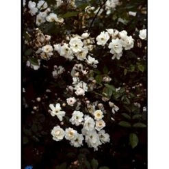 'Trier' Rosa Moschata 'Trier' (Moskusrose) A-Kvalitet,- Barrods Roser Min. 3 Grene 7 'Trier' Rosa Moschata 'Trier' (Moskusrose) A-Kvalitet,- Barrods Roser Min. 3 Grene -Osmoz Naturens Butik fi5499 rosa moschata trier fc88