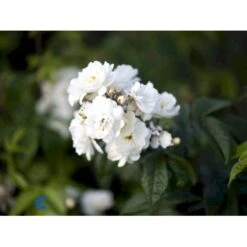 'Waterloo' Rosa X 'Waterloo' (Buskrose) A-Kvalitet,- Barrods Roser Min. 3 Grene -Osmoz Naturens Butik fi5500 rosa moschata waterloo cf81