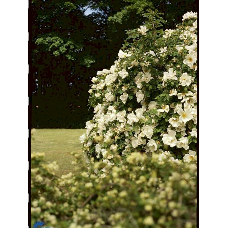 'Nevada' Rosa Moyesii 'Nevada' (Mandarinrose) A-Kvalitet,- Barrods Roser Min. 3 Grene 7 'Nevada' Rosa Moyesii 'Nevada' (Mandarinrose) A-Kvalitet,- Barrods Roser Min. 3 Grene - Billede 5