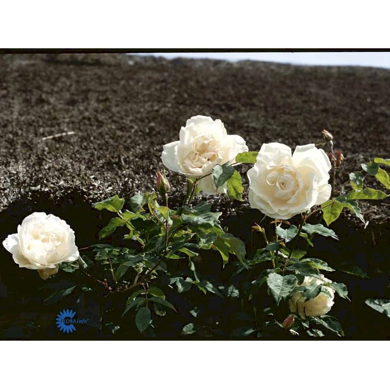 'Mme Alfred Carrière' Rosa Noisettana 'Mme Alfred Carrière' (Slyngrose) A-Kvalitet,- Barrods Roser Min. 3 Grene 5 'Mme Alfred Carrière' Rosa Noisettana 'Mme Alfred Carrière' (Slyngrose) A-Kvalitet,- Barrods Roser Min. 3 Grene - Billede 3