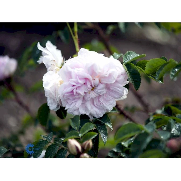 'Stanwell Perpetual' Rosa Pimpinellifolia 'Stanwell Perpetual' (Klitrose) A-Kvalitet,- Barrods Roser Min. 3 Grene 7 'Stanwell Perpetual' Rosa Pimpinellifolia 'Stanwell Perpetual' (Klitrose) A-Kvalitet,- Barrods Roser Min. 3 Grene - Billede 5