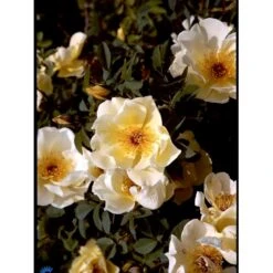 'Aicha' Rosa Pimpinellifolia 'Aicha' (Klitrose) A-Kvalitet,- Barrods Roser Min. 3 Grene -Osmoz Naturens Butik fi5527 rosa pimpinellifolia aicha b489