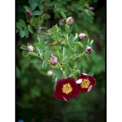 'Single Cherry' Rosa Pimpinellifolia 'Single Cherry' (Klitrose) A-Kvalitet,- Barrods Roser Min. 3 Grene -Osmoz Naturens Butik fi5540 rosa pimpinellifolia single cherry 1e87