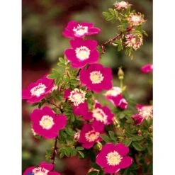 'Single Cherry' Rosa Pimpinellifolia 'Single Cherry' (Klitrose) A-Kvalitet,- Barrods Roser Min. 3 Grene -Osmoz Naturens Butik fi5540 rosa pimpinellifolia single cherry 4da6