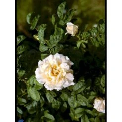 Rynket Rose 'Agnes' Rosa Rugosa 'Agnes' A-Kvalitet,- Barrods Roser Min. 3 Grene -Osmoz Naturens Butik fi5558 rosa rugosa agnes 2979