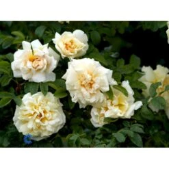 Rynket Rose 'Agnes' Rosa Rugosa 'Agnes' A-Kvalitet,- Barrods Roser Min. 3 Grene -Osmoz Naturens Butik fi5558 rosa rugosa agnes fd9d