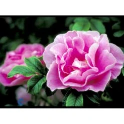 Rynket Rose 'Jens Munk' Rosa Rugosa 'Jens Munk' A-Kvalitet,- Barrods Roser Min. 3 Grene -Osmoz Naturens Butik fi5568 rosa rugosa jens munk 2044