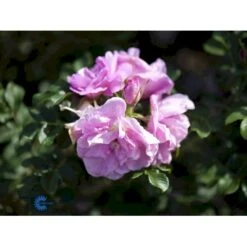 Rynket Rose 'Jens Munk' Rosa Rugosa 'Jens Munk' A-Kvalitet,- Barrods Roser Min. 3 Grene -Osmoz Naturens Butik fi5568 rosa rugosa jens munk c1c1