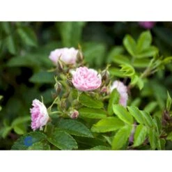 Rynket Rose 'Pink Grootendorst' Rosa Rugosa 'Pink Grootendorst' A-Kvalitet,- Barrods Roser Min. 3 Grene -Osmoz Naturens Butik fi5575 rosa rugosa pink grootendorst 149c