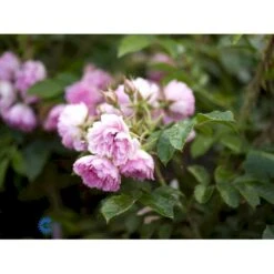 Rynket Rose 'Pink Grootendorst' Rosa Rugosa 'Pink Grootendorst' A-Kvalitet,- Barrods Roser Min. 3 Grene -Osmoz Naturens Butik fi5575 rosa rugosa pink grootendorst 6c5b