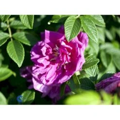 Rynket Rose 'Roseraie De L'Hay' Rosa Rugosa 'Roseraie De L'Hay' A-Kvalitet,- Barrods Roser Min. 3 Grene -Osmoz Naturens Butik fi5579 rosa rugosa roseraie de l hay 64a8