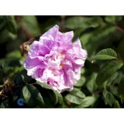 Rynket Rose 'Thérèse Bugnet' Rosa Rugosa 'Thérèse Bugnet' A-Kvalitet,- Barrods Roser Min. 3 Grene -Osmoz Naturens Butik fi5586 rosa rugosa therese bugnet 5da1