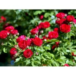 'Chevy Chase' Rosa Soyieana 'Chevy Chase' (Slyngrose) A-Kvalitet,- Barrods Roser Min. 3 Grene -Osmoz Naturens Butik fi5595 rosa soyieana chevy chase 0355