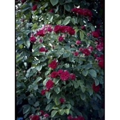 'Chevy Chase' Rosa Soyieana 'Chevy Chase' (Slyngrose) A-Kvalitet,- Barrods Roser Min. 3 Grene -Osmoz Naturens Butik fi5595 rosa soyieana chevy chase 717c