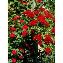 'Chevy Chase' Rosa Soyieana 'Chevy Chase' (Slyngrose) A-Kvalitet,- Barrods Roser Min. 3 Grene -Osmoz Naturens Butik fi5595 rosa soyieana chevy chase 9910