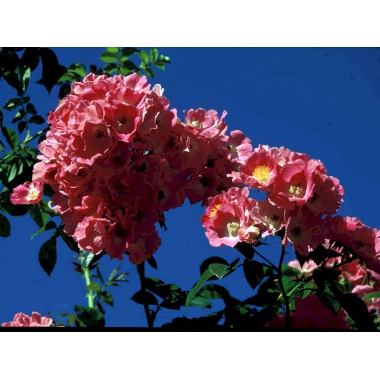 'Albertine' Rosa Wichuraiana 'Albertine' (Slyngrose) A-Kvalitet,- Barrods Roser Min. 3 Grene 9 'Albertine' Rosa Wichuraiana 'Albertine' (Slyngrose) A-Kvalitet,- Barrods Roser Min. 3 Grene - Billede 7