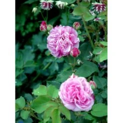 'Louise Odier' Rosa Bourboniana 'Louise Odier' (Bourbonrose) A-Kvalitet,- Barrods Roser Min. 3 Grene -Osmoz Naturens Butik fi5609 rosa x borboniana louise odier 7f51