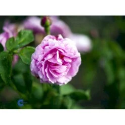 'Louise Odier' Rosa Bourboniana 'Louise Odier' (Bourbonrose) A-Kvalitet,- Barrods Roser Min. 3 Grene -Osmoz Naturens Butik fi5609 rosa x borboniana louise odier 9b6f