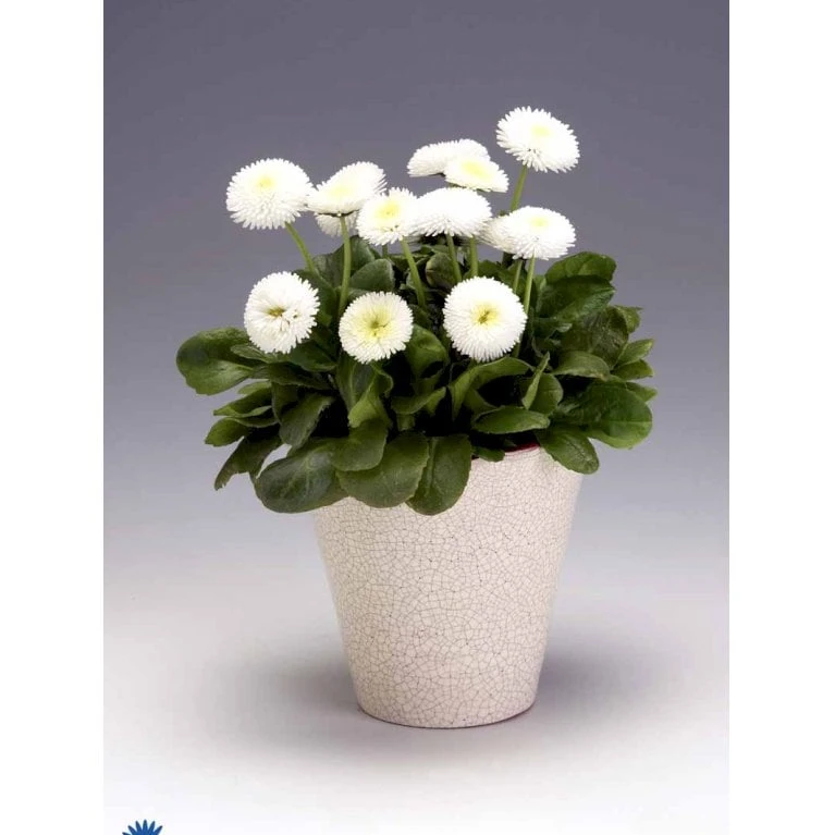 Tusindfryd 'Meadow Daisy' Bellis Perennis L. 'Meadow Daisy' Pose Med Frø Eller Løg, 20 4 Tusindfryd 'Meadow Daisy' Bellis Perennis L. 'Meadow Daisy' Pose Med Frø Eller Løg, 20 - Billede 2