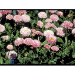 Tusindfryd 'Meadow Daisy' Bellis Perennis L. 'Meadow Daisy' Pose Med Frø Eller Løg, 20 9 Tusindfryd 'Meadow Daisy' Bellis Perennis L. 'Meadow Daisy' Pose Med Frø Eller Løg, 20 -Osmoz Naturens Butik fi6013 bellis perennis a89b