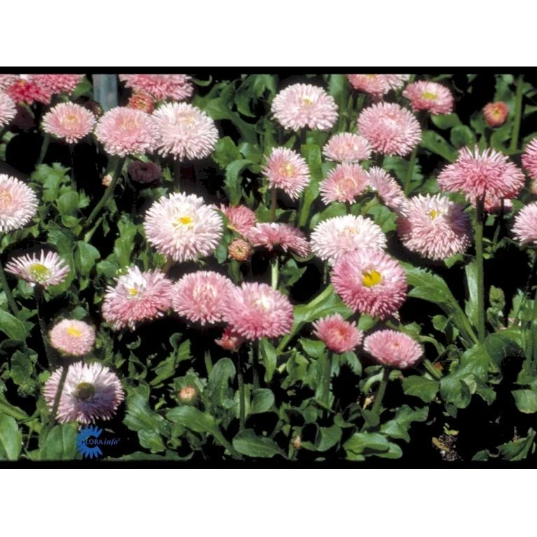Tusindfryd 'Meadow Daisy' Bellis Perennis L. 'Meadow Daisy' Pose Med Frø Eller Løg, 20 6 Tusindfryd 'Meadow Daisy' Bellis Perennis L. 'Meadow Daisy' Pose Med Frø Eller Løg, 20 - Billede 4