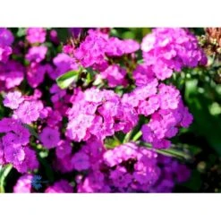 Studenternellike 'Herald Of Spring' Dianthus Barbatus 'Herald Of Spring' Pose Med Frø Eller Løg, 30 -Osmoz Naturens Butik fi6182 dianthus barbatus 6c40