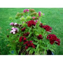 Studenternellike 'Herald Of Spring' Dianthus Barbatus 'Herald Of Spring' Pose Med Frø Eller Løg, 30 -Osmoz Naturens Butik fi6182 dianthus barbatus 923e