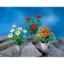 Frøkenhat 'Sunbow Mixed' Zinnia Elegans 'Sunbow Mixed' Pose Med Frø Eller Løg 10 Frøkenhat 'Sunbow Mixed' Zinnia Elegans 'Sunbow Mixed' Pose Med Frø Eller Løg -Osmoz Naturens Butik fi6568 zinnia elegans 63c7