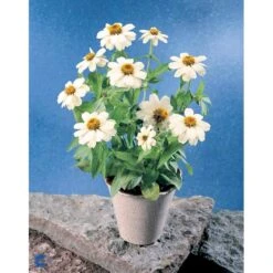 Frøkenhat 'Sunbow Mixed' Zinnia Elegans 'Sunbow Mixed' Pose Med Frø Eller Løg 11 Frøkenhat 'Sunbow Mixed' Zinnia Elegans 'Sunbow Mixed' Pose Med Frø Eller Løg -Osmoz Naturens Butik fi6568 zinnia elegans 74dc