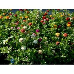 Frøkenhat 'Sunbow Mixed' Zinnia Elegans 'Sunbow Mixed' Pose Med Frø Eller Løg 9 Frøkenhat 'Sunbow Mixed' Zinnia Elegans 'Sunbow Mixed' Pose Med Frø Eller Løg -Osmoz Naturens Butik fi6568 zinnia elegans f525