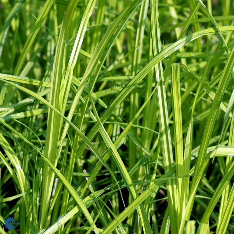 Star 'Bowles Golden' Carex Elata 'Bowles Golden' 1 Liter Potte 5 Star 'Bowles Golden' Carex Elata 'Bowles Golden' 1 Liter Potte - Billede 3