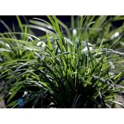 Star 'Ice Dance' Carex Morrowii 'Ice Dance' 1 Liter Potte -Osmoz Naturens Butik fi7880 carex morrowii ice dance 0710