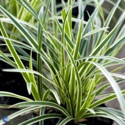 Star 'Ice Dance' Carex Morrowii 'Ice Dance' 1 Liter Potte -Osmoz Naturens Butik fi7880 carex morrowii ice dance 1e4e