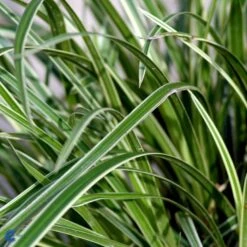 Star 'Ice Dance' Carex Morrowii 'Ice Dance' 1 Liter Potte -Osmoz Naturens Butik fi7880 carex morrowii ice dance 6a6c