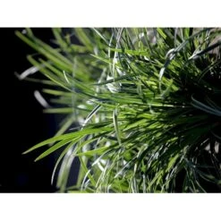 Star 'Ice Dance' Carex Morrowii 'Ice Dance' 1 Liter Potte -Osmoz Naturens Butik fi7880 carex morrowii ice dance ee9d