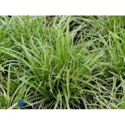 Star 'Ice Dance' Carex Morrowii 'Ice Dance' 1 Liter Potte -Osmoz Naturens Butik fi7880 carex morrowii ice dance f040