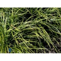 Star 'Variegata' Carex Morrowii 'Variegata' 1 Liter Potte -Osmoz Naturens Butik fi7881 carex morrowii variegata 5e7e